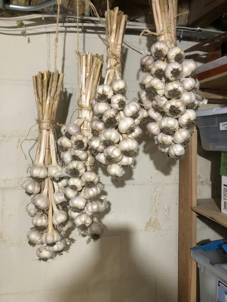 Cured garlic handing in a basement