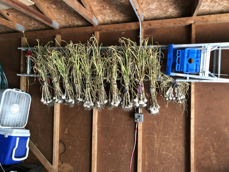 Garlic hanging in a garage