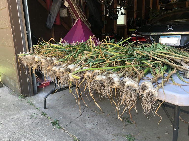 Large garlic on a table