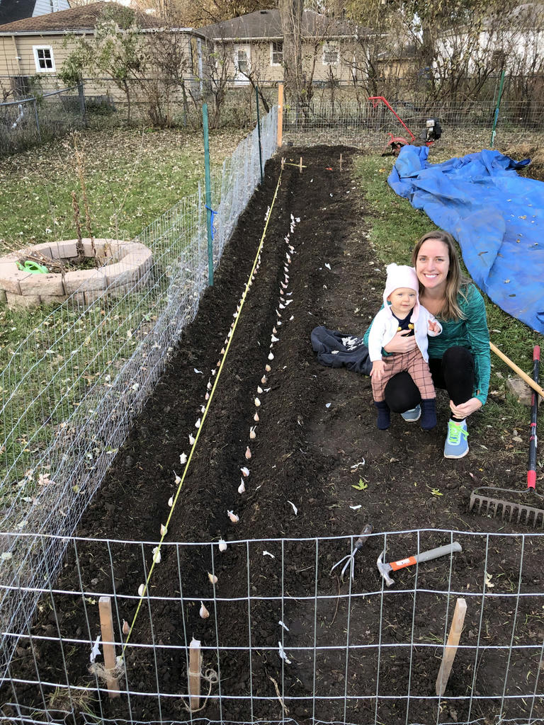 Two rows of garlic, 30 foot long, 12 inches wide, and bulbs spaced 6 inches apart