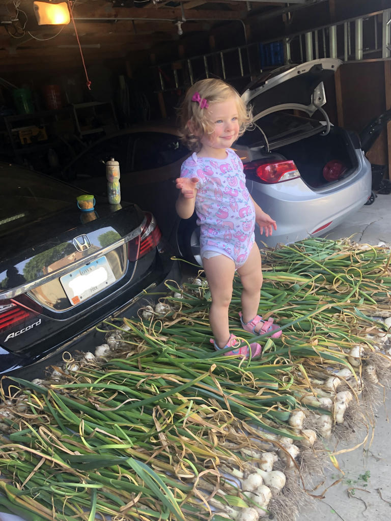 Garlic on a table with child standing on the stems